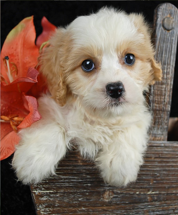 Cavachon